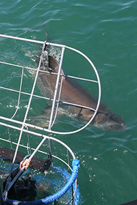 Great white shark cage diving | South Africa